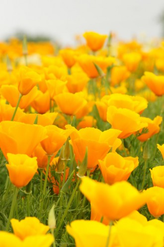 ハナビシソウの花畑4 40pxの無料 フリー写真素材