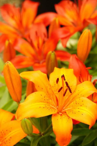 ユリの花 オレンジ2 40pxの無料 フリー写真素材
