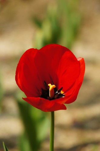 チューリップの花 赤2 40pxの無料 フリー写真素材