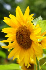 ひまわり 写真素材