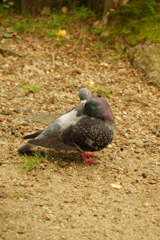 ハト6
