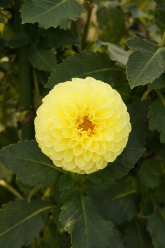 ダリア 花（黄色）1