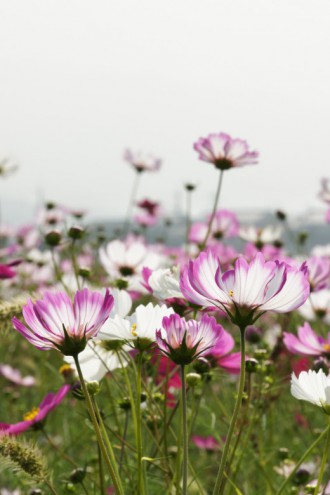 コスモス 花畑10