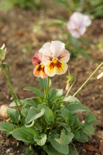 パンジー 白・黄・茶