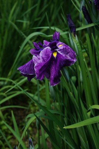 ショウブ 花・紫7