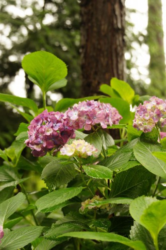 アジサイの花・ピンク6