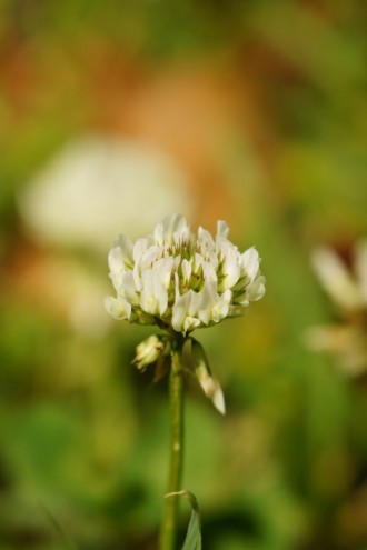 シロツメグサ2