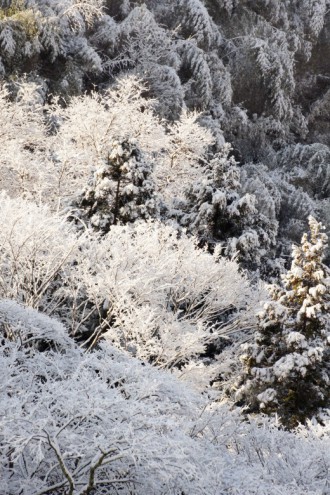 雪景色 積雪した樹木1