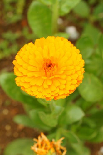 ポットマリーゴールド・オレンジ1