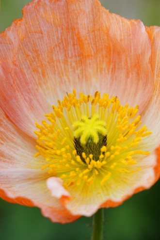 ポピーの花アップ 薄いオレンジ
