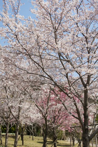 大阪・富田林市の桜