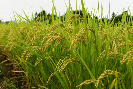 稲穂3