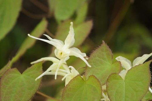 白花イカリソウ