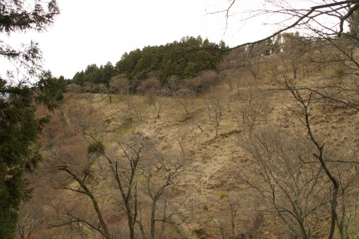 吉野・上千本の桜