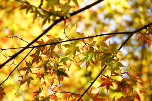 紅葉・もみじ11