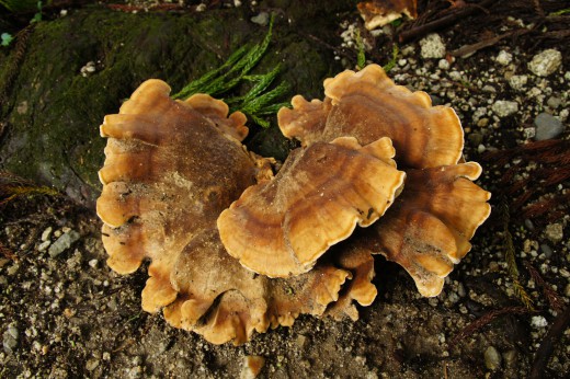 木の根に生えたキノコ（名称不明）2