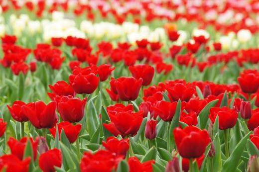 チューリップ（赤）の花畑2