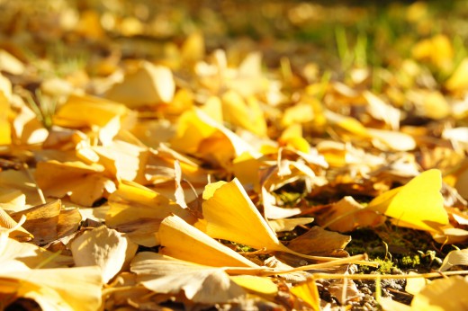 地面一面のイチョウの葉1