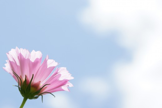 コスモス 花・ピンク 下から3